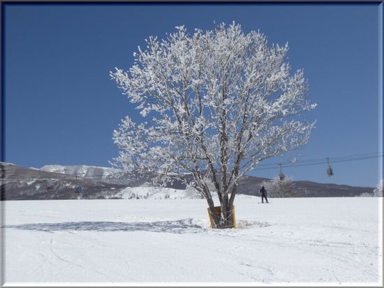 雪の花の木.jpg